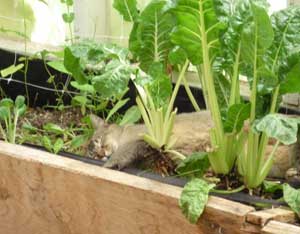 Thinking About Self-Sufficiency Image